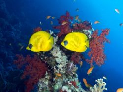 Masked butterfly fish taken at Yolanda Reef, Ras Mohamed ... by Nikki Van Veelen 